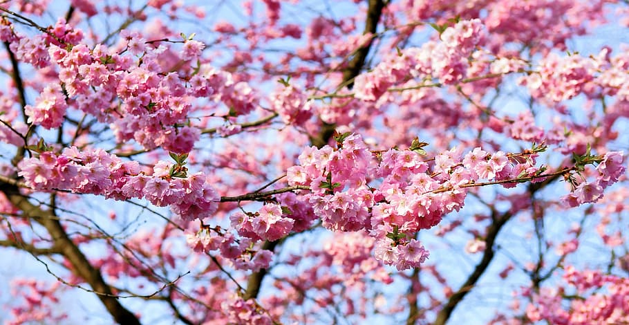 cherry blossom, japanese cherry, smell, blossom, bloom, japanese flowering cherry, ornamental cherry, spring, pink, prunus serrulata