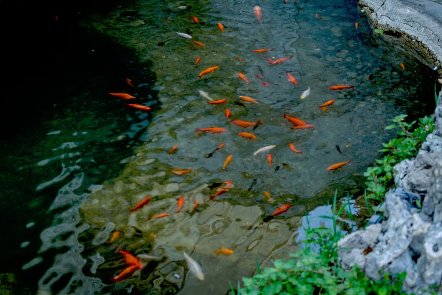 赤, 白, 魚, 川, 自然, 水, 動物, 植物, 緑, オレンジ