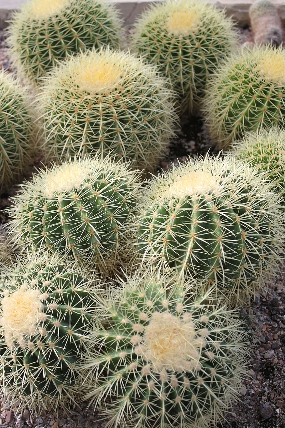 cactus, suculentas, verde, planta suculenta, espina, color verde, cactus barril, crecimiento, no hay gente, con púas