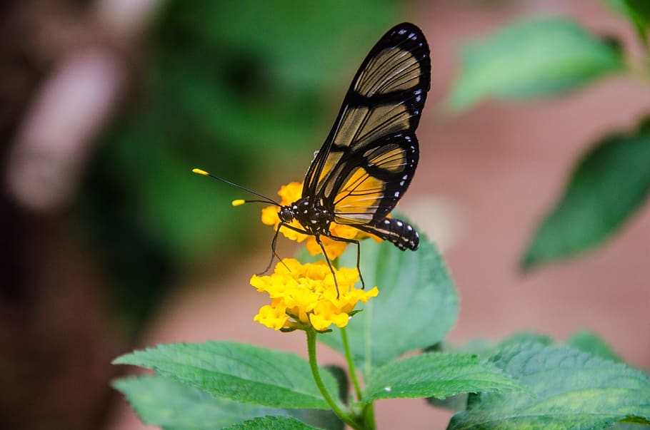 borboleta, inseto, natureza, asa, flor, voo inseto, fechar-se, preto, amarelo, transparente