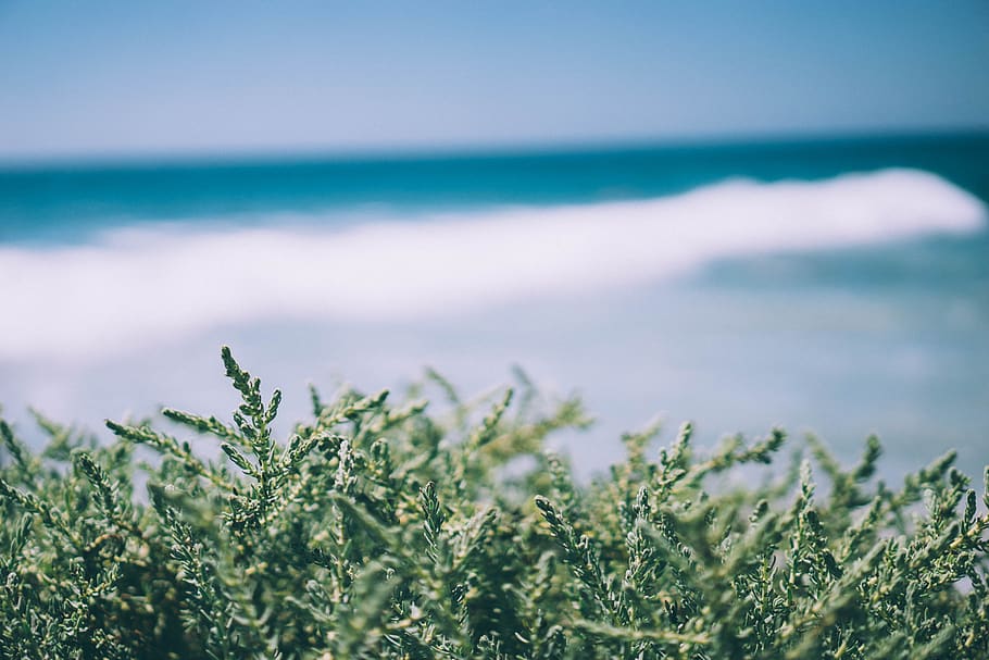 blue, sky, green, plant, nature, outdoor, sea, growth, beauty in nature, water