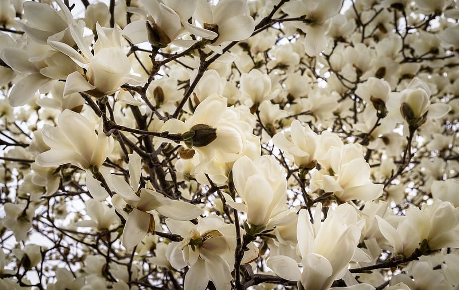 Magnolia, Flowers, Nature, Wood, flower tree, spring, spring flowers, plants, mountain magnolia, bud
