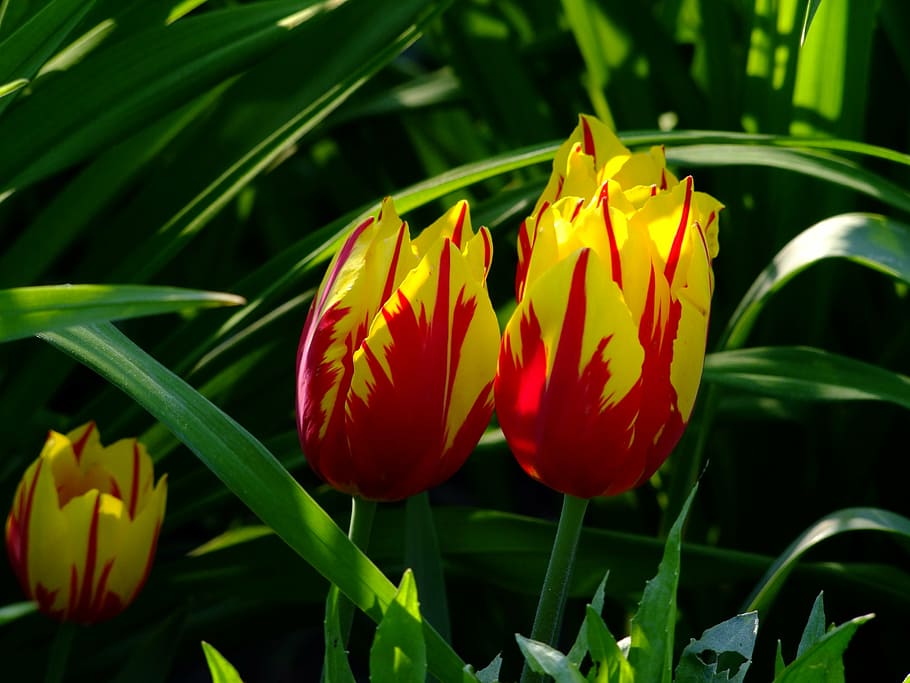 red-and-yellow tulips, tulips, tulip bed, flowers, north park, düsseldorf, spring, bright colours, colorful, close