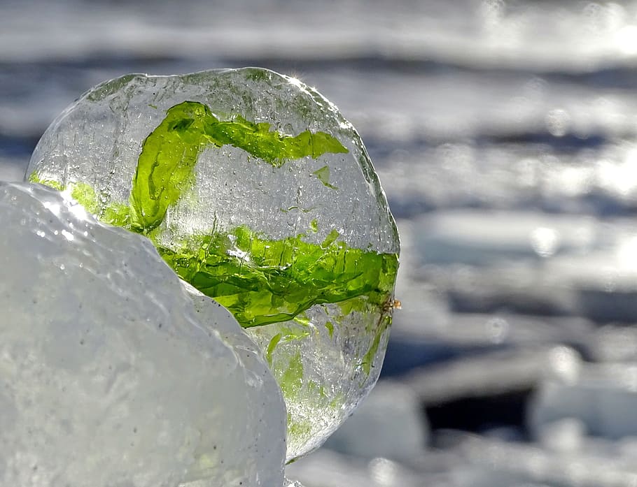 green, leafed, plant, coated, ice, sea, weed, winter, cold frost, water