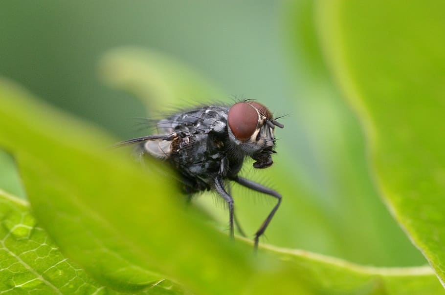 fly, close up, animal, whopper, insect, compound eyes, invertebrate, animal themes, plant part, leaf