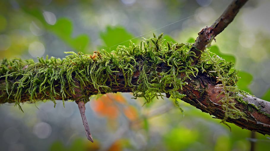 close, green, moss, tree branch, branch, nature, forest, weave, branches, plant