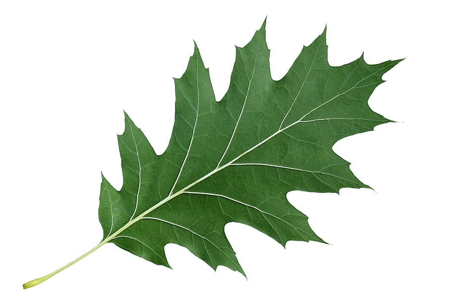 leaf, red oak leaf, nature, green, plant part, white background, green color, studio shot, cut out, plant