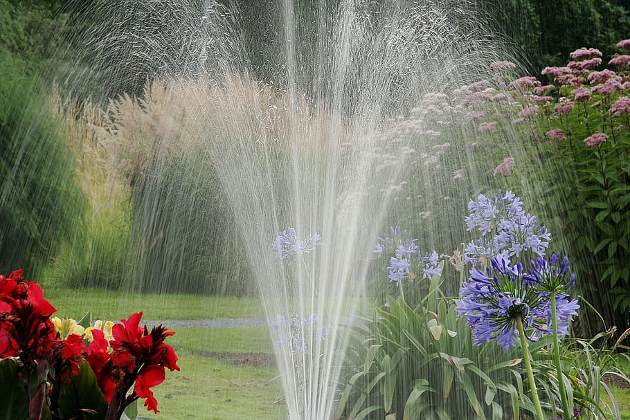 garden, water, lawn, nature, green, spray, watering, splash, sprinkling, flowering plant