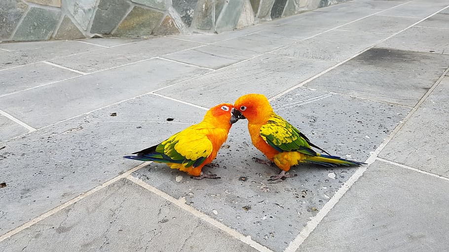 Parrots, Small, Parrot, Fight, Kiss, small parrot, love fights, bird, animal, pets