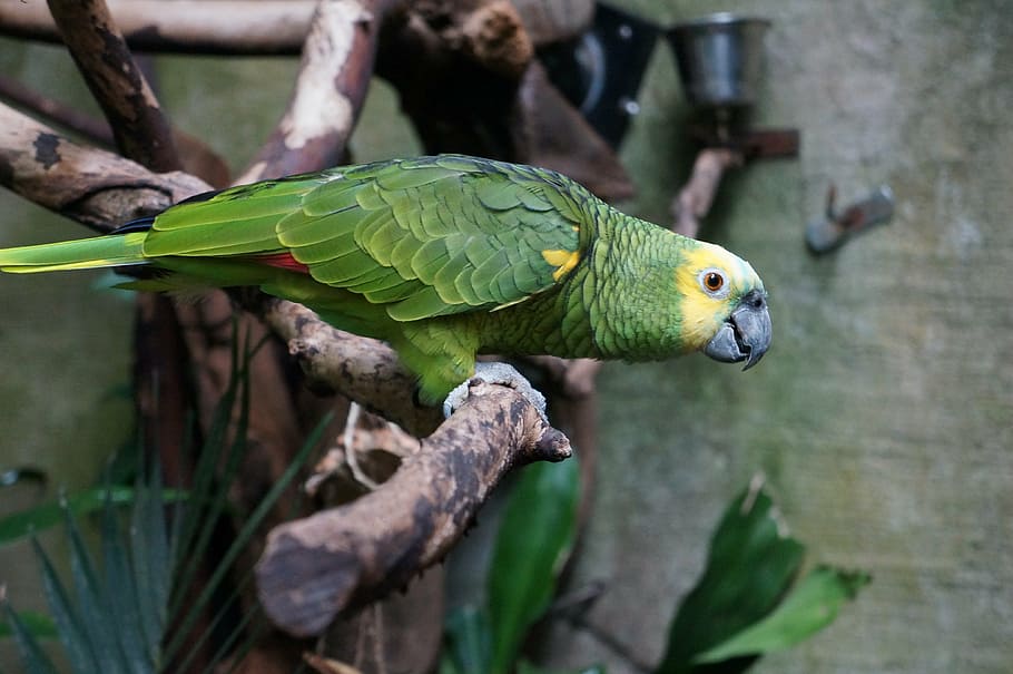 green, parrot, perched, branch, ara, bird, animal, zoo, nature, macaw