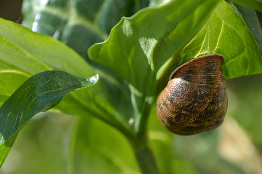 nature, green, snail, leaf, fauna and flora, plant, hide, animal, snail-shell, staircase