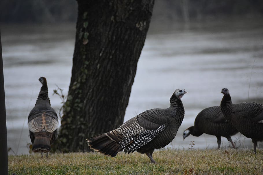 wild turkeys, turkeys, river, wildlife, outdoors, brown, thanksgiving, gamebird, wattle, group of animals