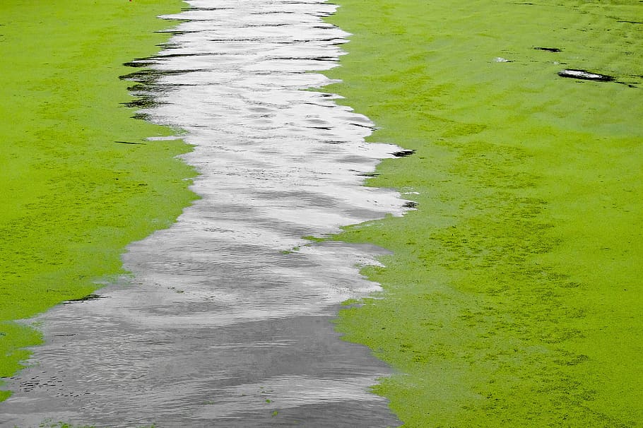 canal, water, froth, alga, nature, outdoor, netherlands, holland, green color, high angle view