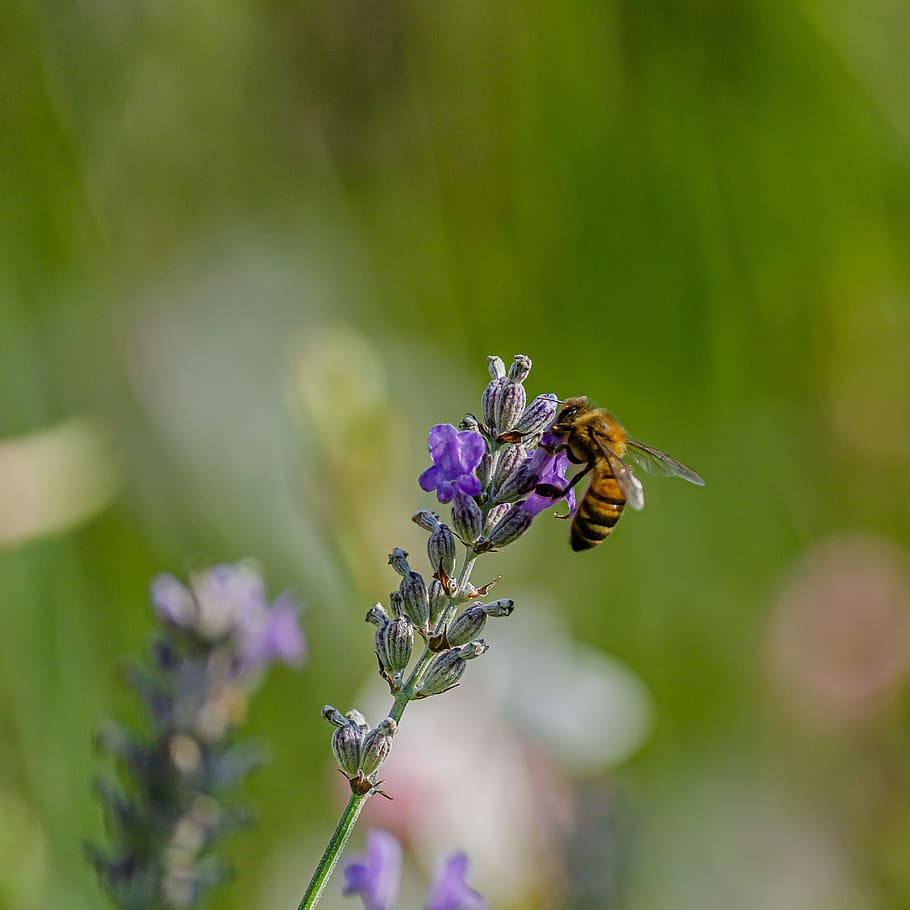 bee, tigist, lavender, forage, flower, insect, pollen, purple, nature, garden