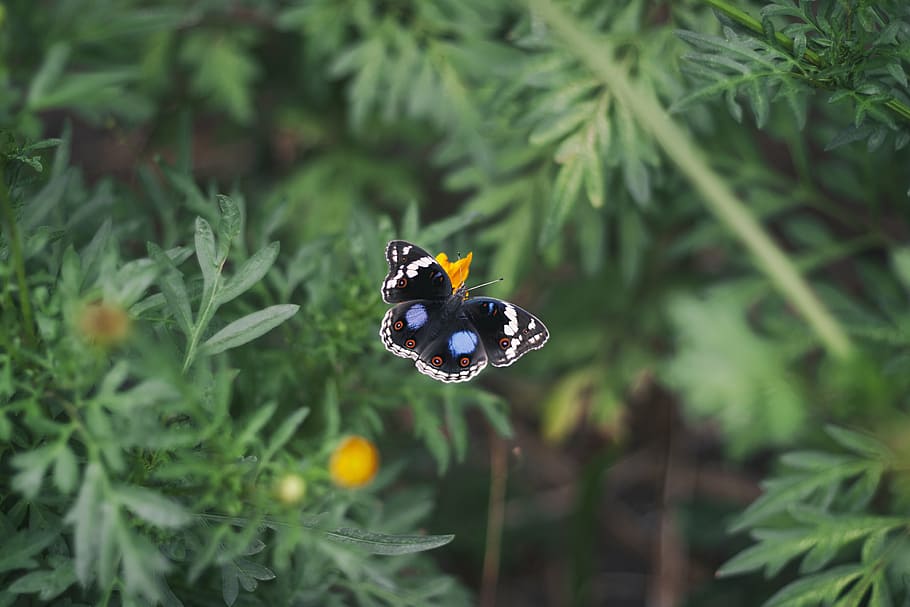 selective, focus photo, black, blue, white, butterfly, perched, orange, flower, flying