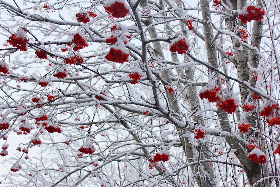 rowan, tree, winter, snow, cold, healthy eating, cold temperature, branch, red, plant