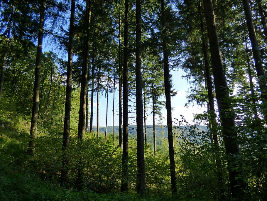 hutan, alam, Pohon, foto, di luar ruangan, domain publik, daerah berhutan, lanskap, Warna hijau, pemandangan