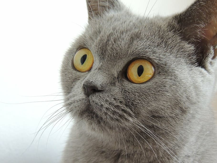 adulto russo azul, gato, olhos, vista, rosto, britânico, doméstico Gato, animais de estimação, bonito, felino