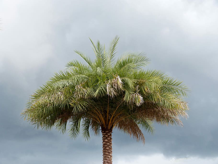 Palmeira, flórida, árvores, céu tempestuoso, nuvens, natureza, céu, tropicais, palma, árvore