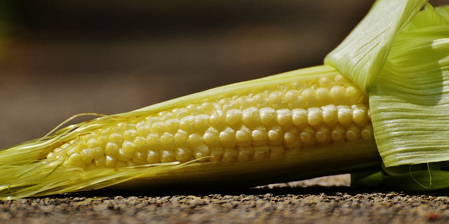 corn, young, vegetables, plant, summer, food, agriculture, vegetable, nature, yellow