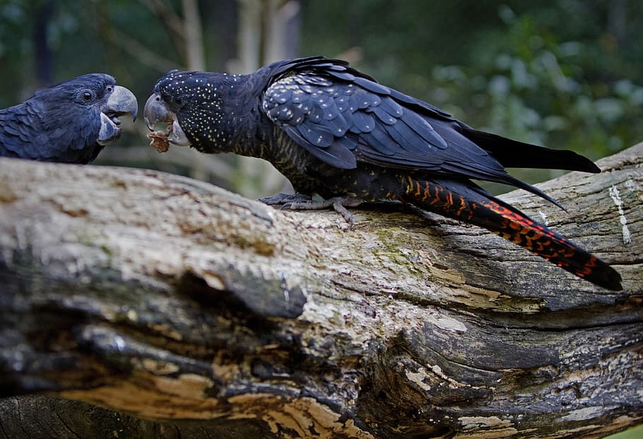 Negro, pájaro, dando, comida, otro, cacatúa, cacatúa de cola roja, Calyptorhynchus banksii, Australia, vida silvestre