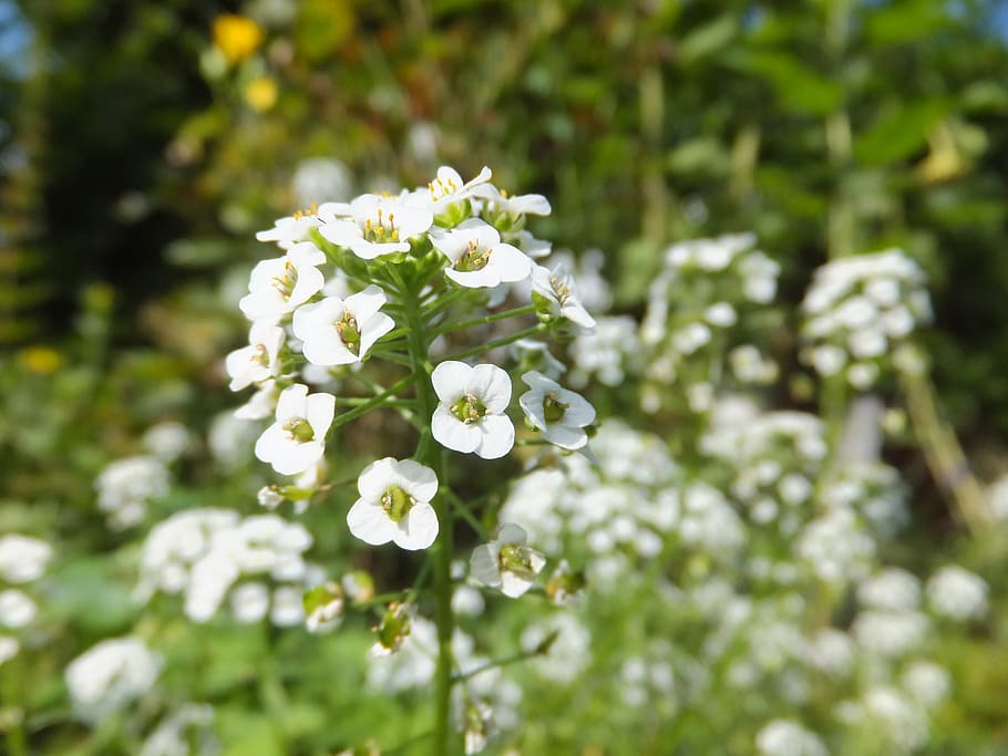 flower, white, small, cute, young, pretty, charming, green, flowering plant, plant
