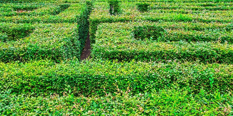 green plant, labyrinth, garden, altjeßnitz, hedge, maze, get lost, baroque, gutspark, green