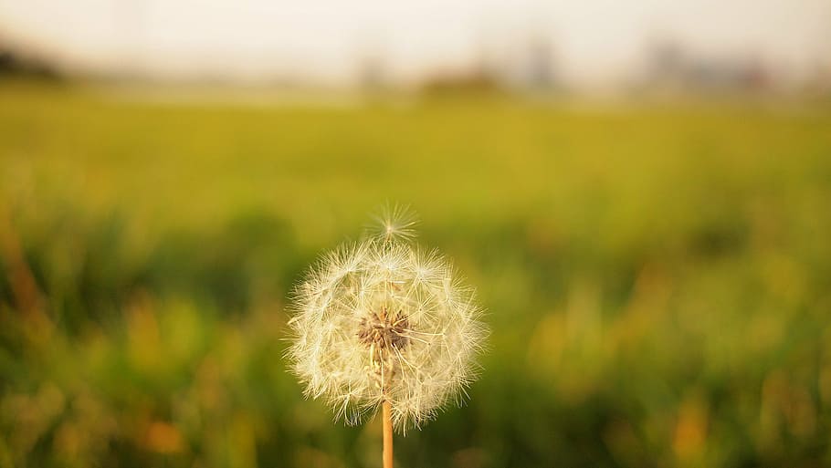 focus photography, dandelion, white, selective, photography, flower, blurry, growth, nature, fragility