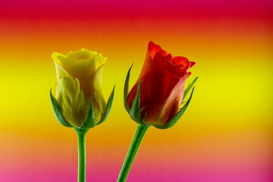 two, yellow, red, rose, flowers, flower, love, colored background, flowering plant, beauty in nature