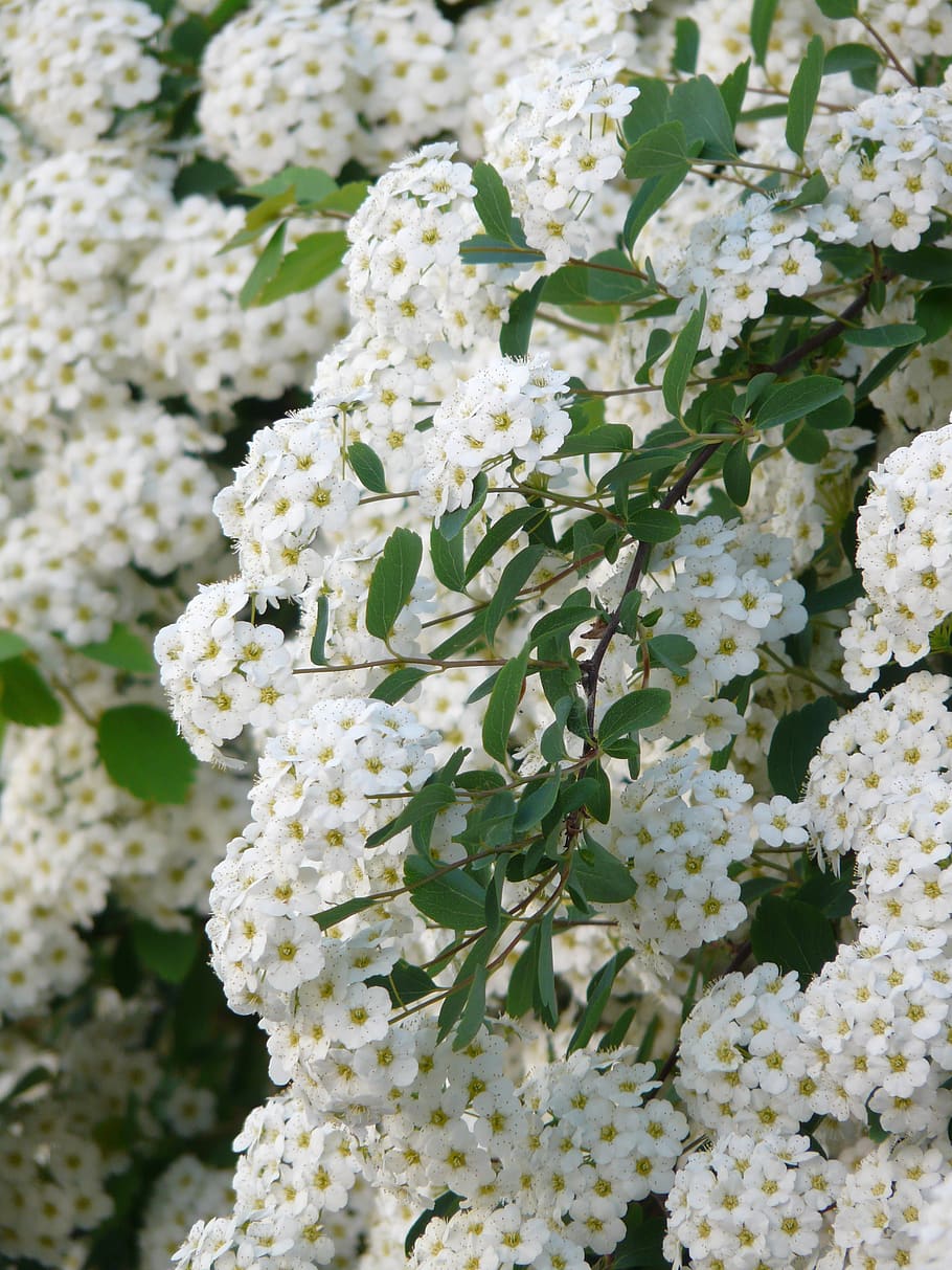 glory spierstrauch, flowers, white, hedge, spiraea x vanhouttei, spierstrauch, spiraea, inflorescence, ornamental shrub, branch