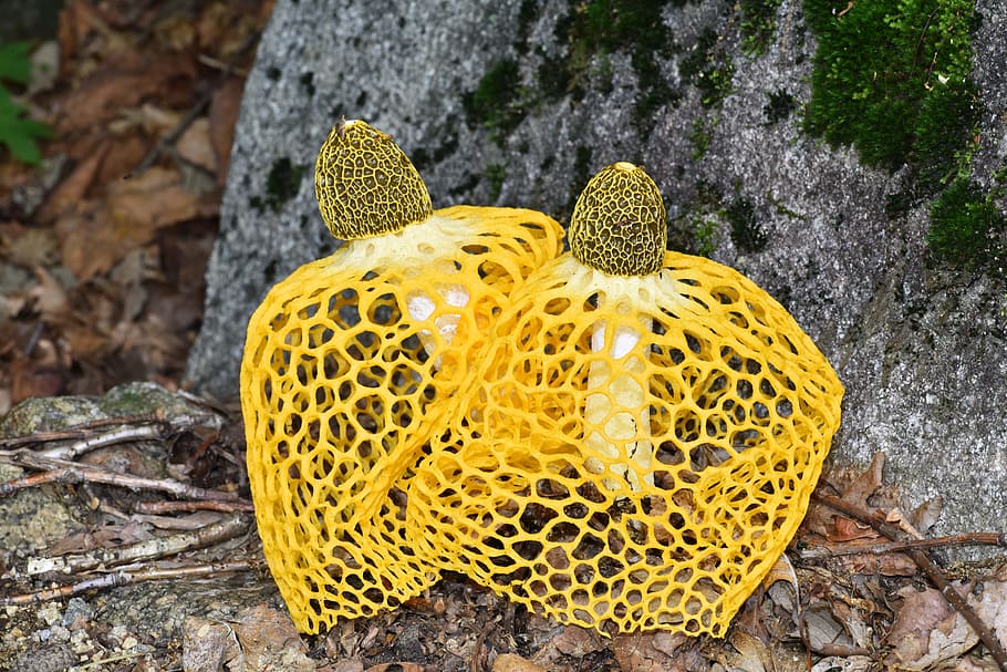 dictyophora indusiata, yellow gabion mushroom, mushroom mantle, yellow, nature, beauty in nature, plant, close-up, growth, high angle view
