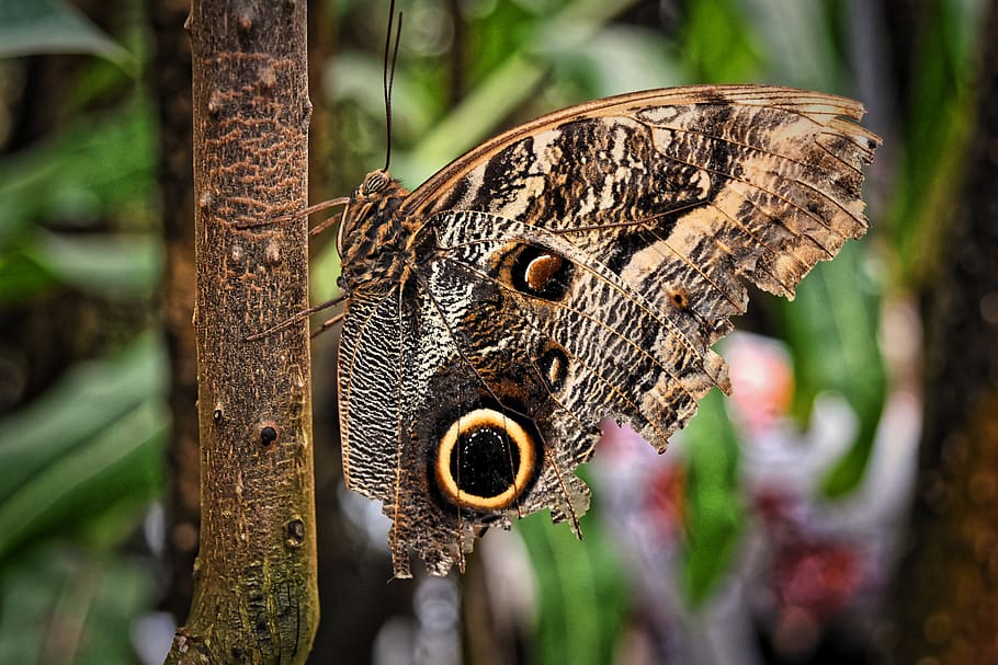 butterfly, owl butterfly, edelfalter, wing, animal, insect, exotic, tropical, animal themes, animal wildlife