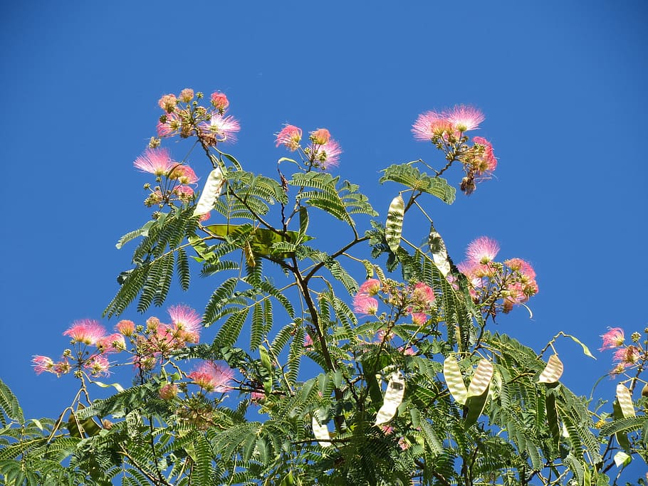 Albizia Julibrissin, árbol de seda persa, árbol de seda rosa, árbol de seda, árbol, flora, floración, botánica, planta, especie