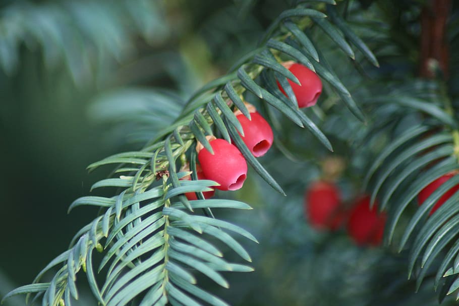 yew, autumn, fruits, berries, plant, red, food and drink, growth, leaf, plant part