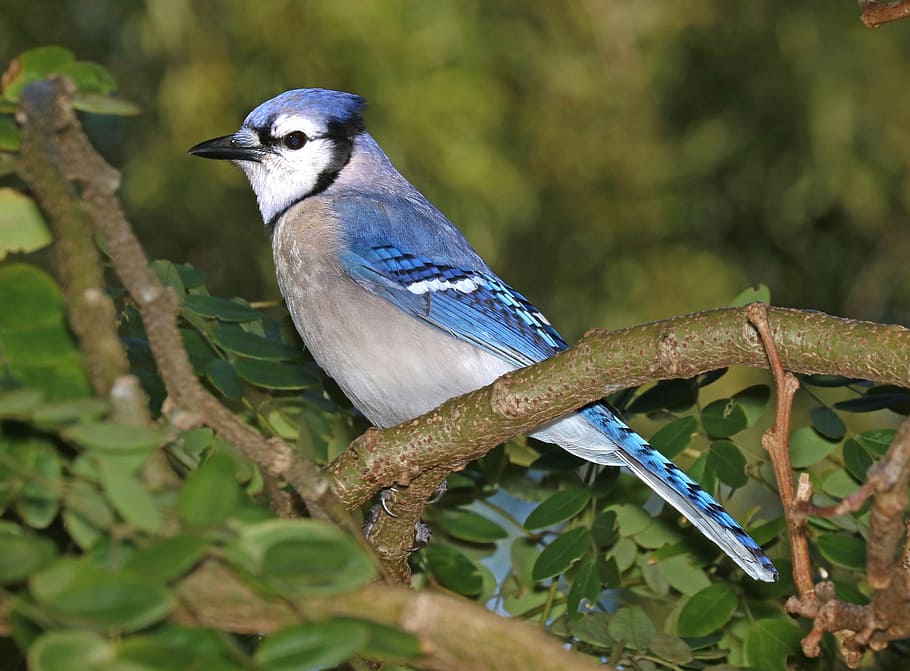 selective, focus photography, blue, jawy, blue jay, bird, feather, wildlife, songbird, perched