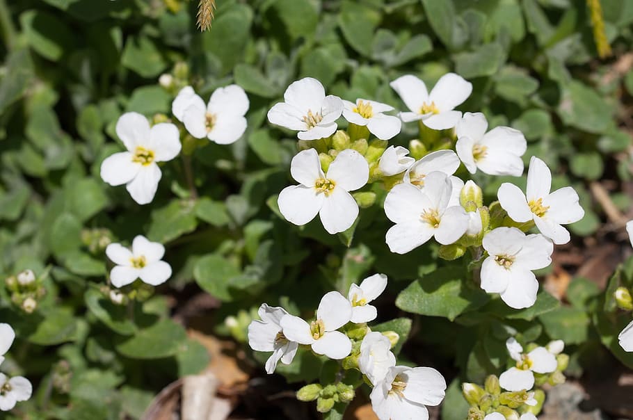 Cress, Cruciferous, Flowers, White, white flowers, garden, stone garden, spring, plant, cushion flower