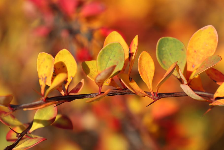 the light of autumn, leaflet, bush, color, plant, growth, plant part, leaf, close-up, beauty in nature