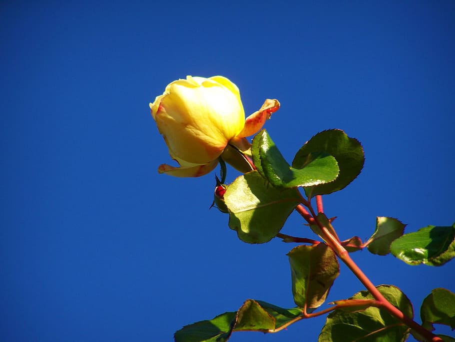 Rosas amarillas, cielo azul, rosa, azul, naturaleza, planta, primer plano,  crecimiento, hoja, flor | Pxfuel