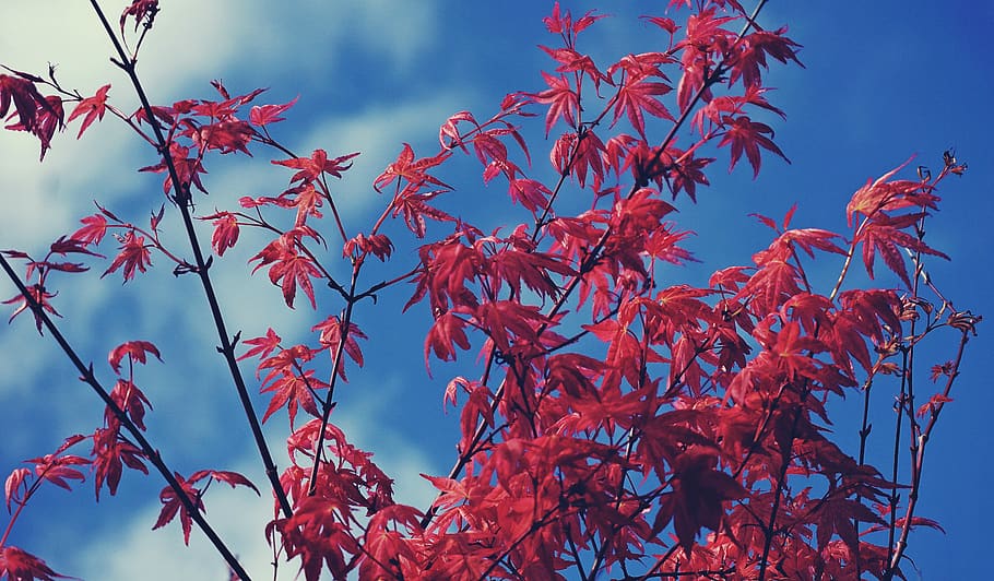 maple tree nature trees branches blue sky | Plantgardener