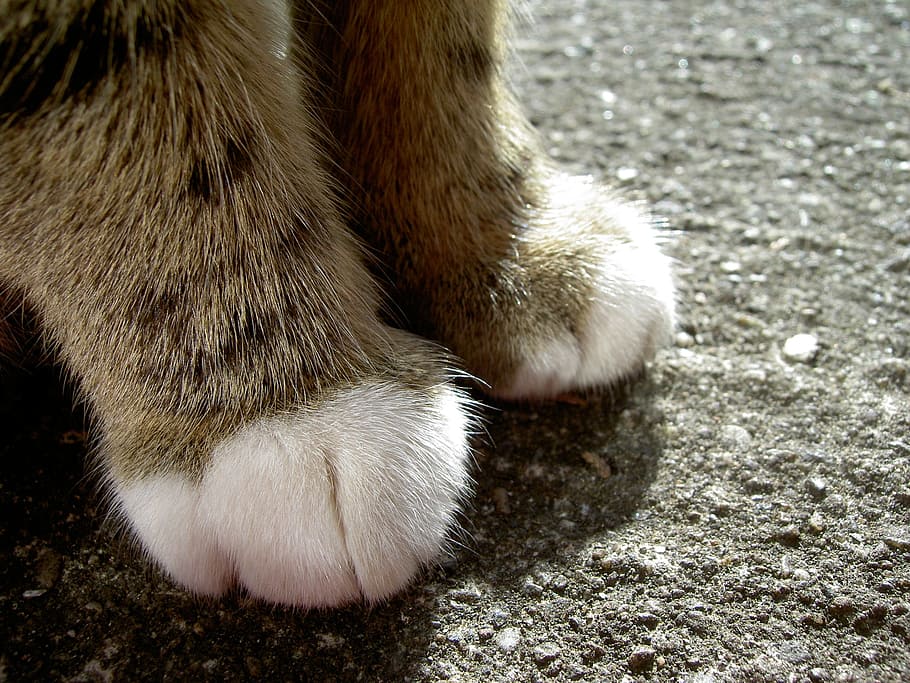 cat, feet, foot, cat's paw, paws, head drawing, animal, animal themes, one animal, mammal