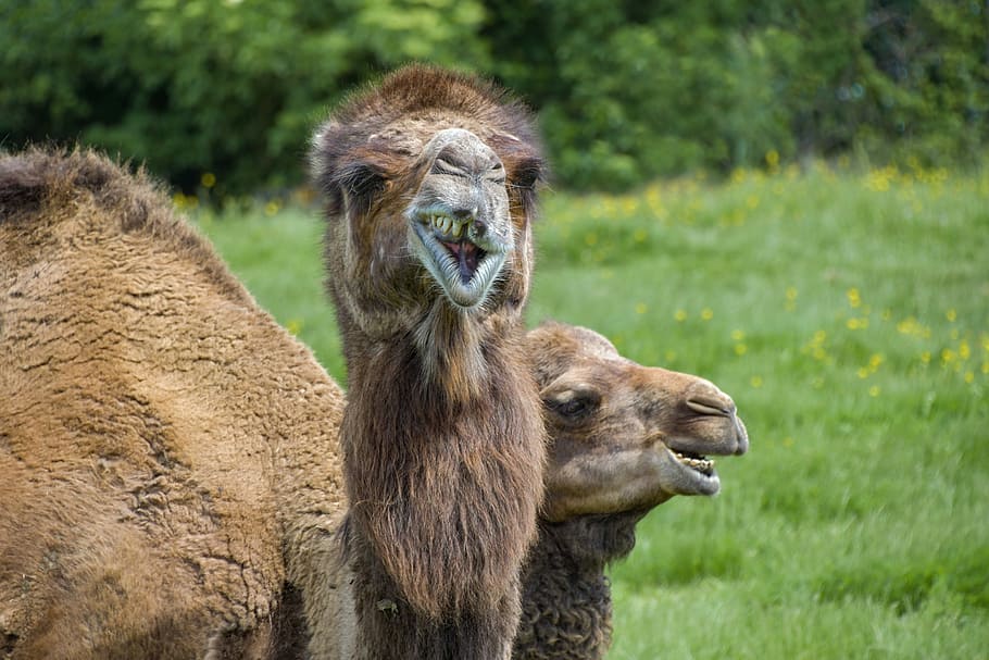 dois, marrom, camelos, grama, seletivo, fotografia de foco, dromedário, engraçado, camelídeo, diversão