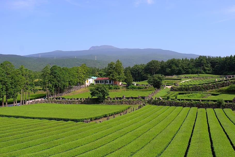 teh, perkebunan teh hijau, pemandangan, alam, pertanian, lanskap, pulau jeju, jeju, menanam, bidang