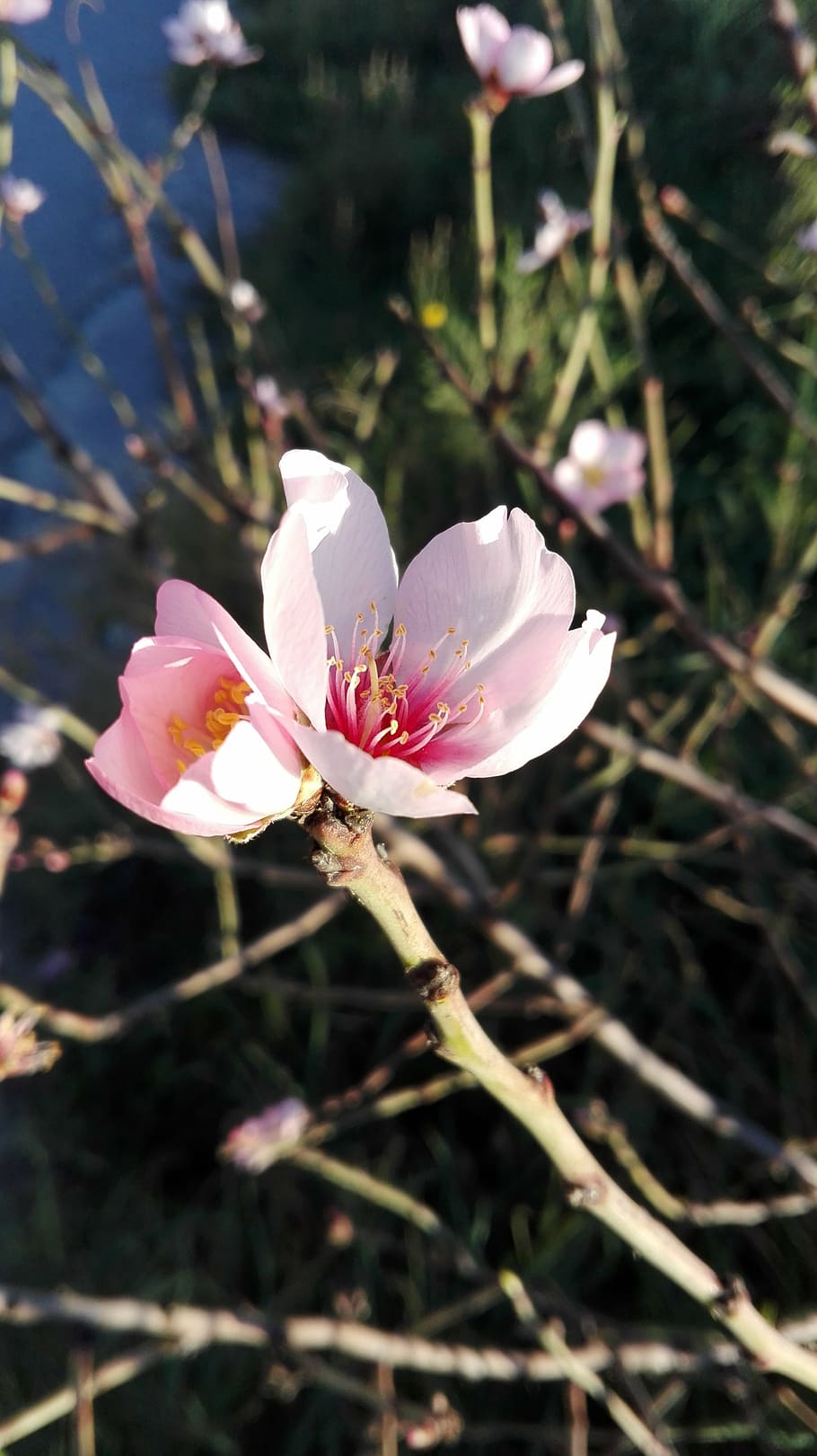 flores, almendro, primavera, flor de almendro, floración, flores de almendro,  flor, planta floreciendo, planta, fragilidad | Pxfuel