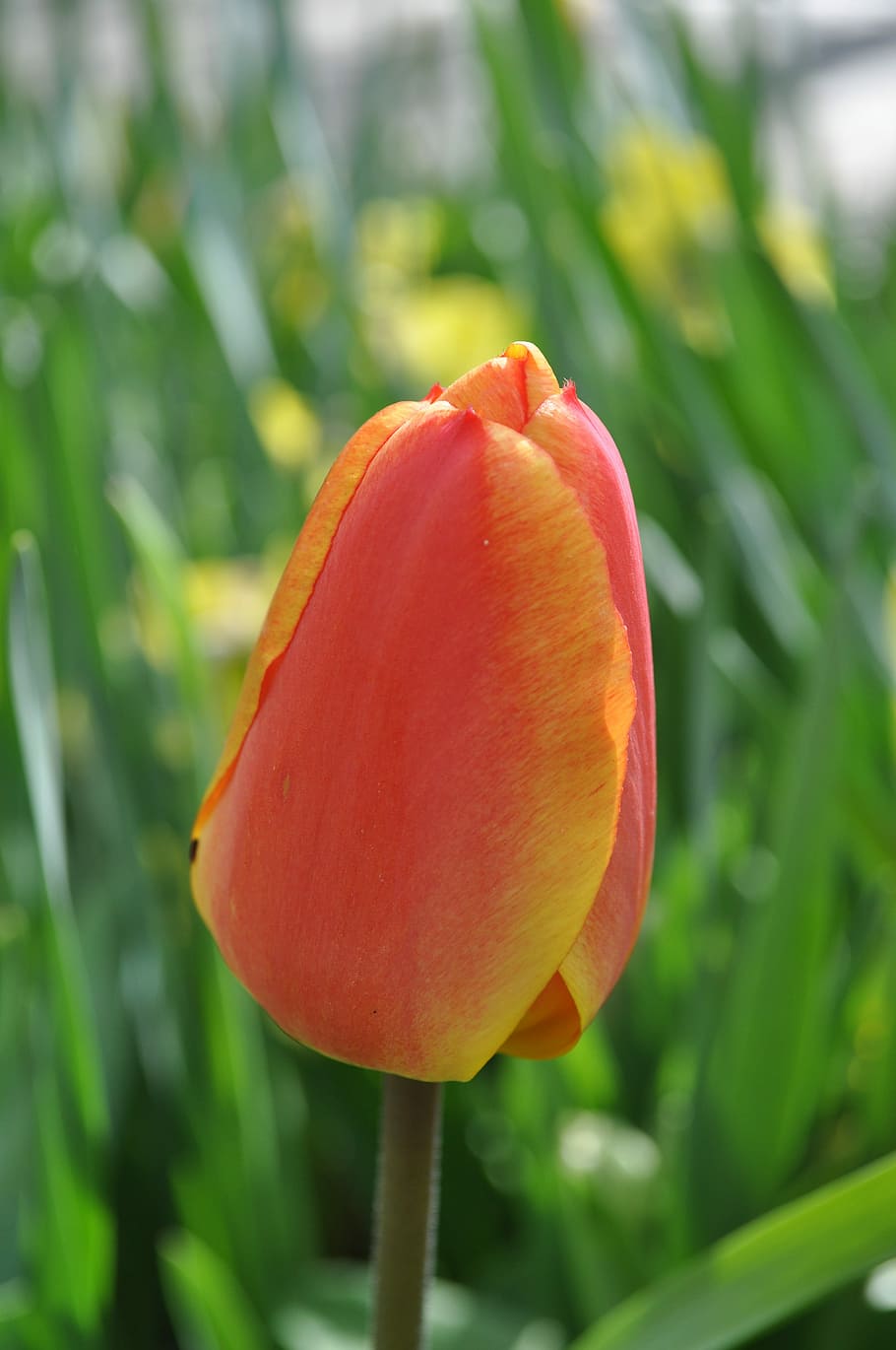 Tulip, Bunga, abadi, holland, musim semi, alam, bunga musim semi, bunga bohlam, oranye, kuning
