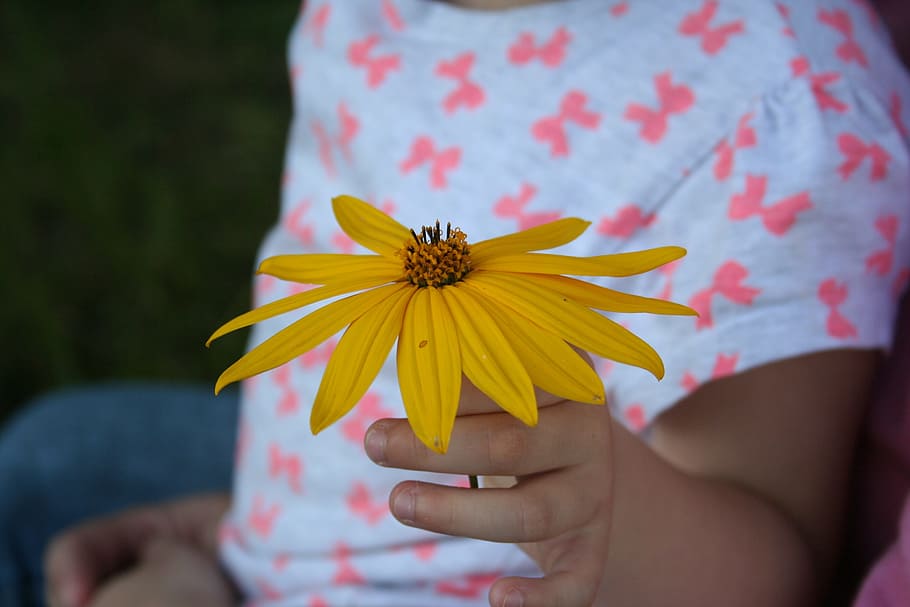 child, flower, gift, child's hand, pick flowers, children, nature, flowering plant, plant, freshness