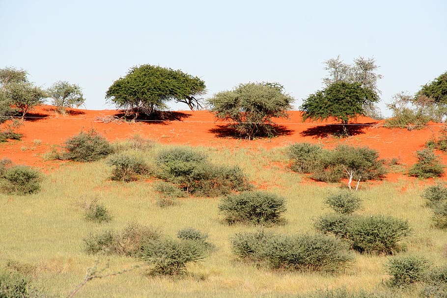 veld, brushwood, soil, copice, steppe, dry, namibia, desert, africa, nature
