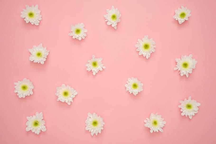 white-and-green chrysanthemums, pink, surface, flowers, yellow, pink background, nature, summer, blossom, bright