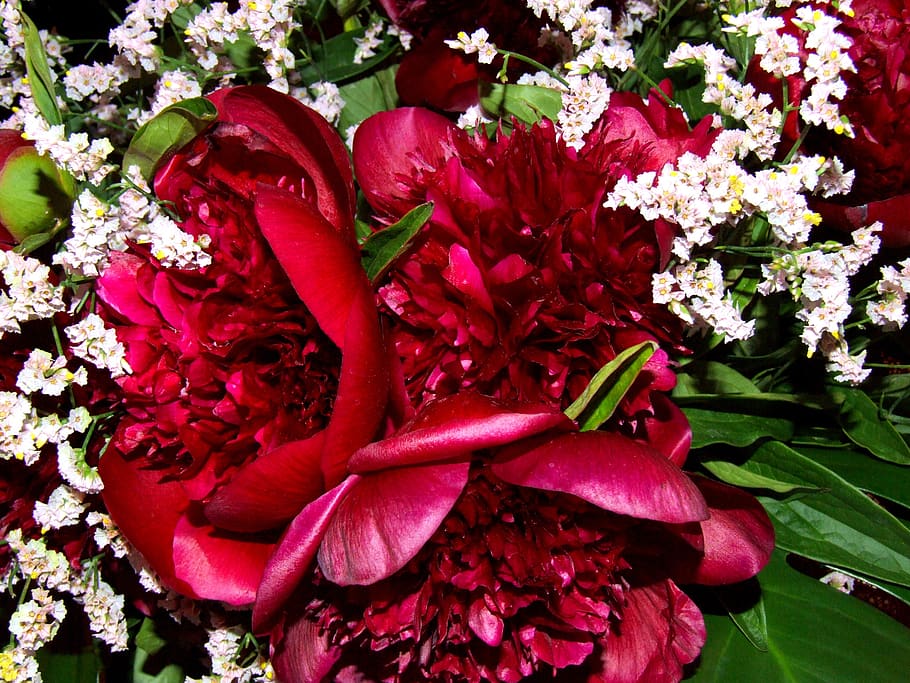 peonies, flowers, red, garden, rosa, white, vase, deck, flowering plant, flower