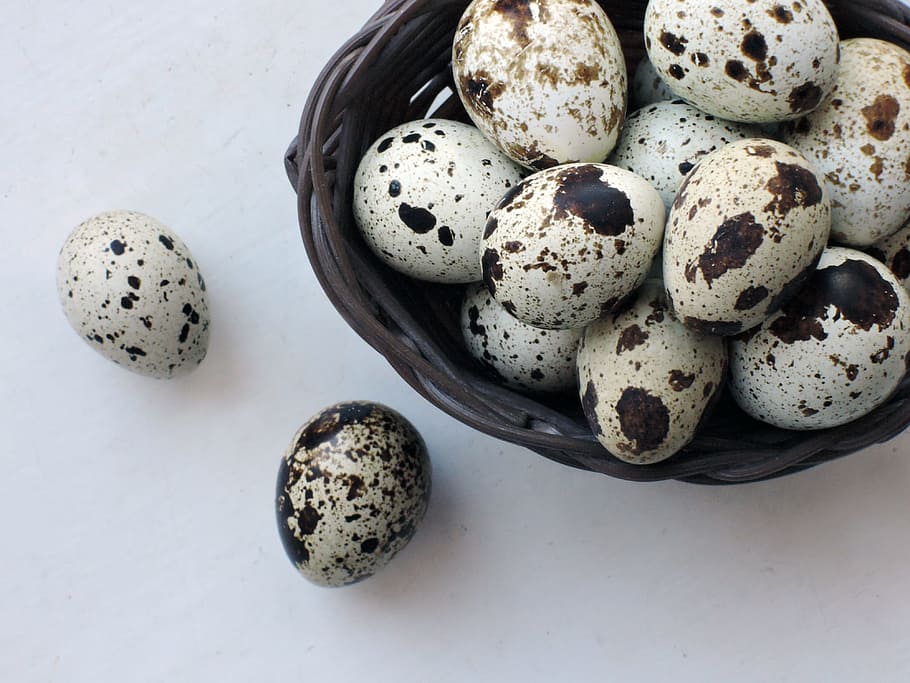 Eggs, Quail, Products, Food, easter egg, cultures, spotted, easter, studio shot, close-up