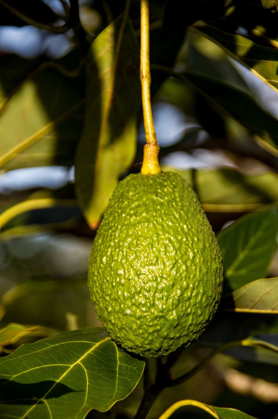hass avocado, avocado, fruit, tree, green, growing, close-up, leaf, plant part, healthy eating